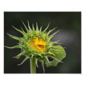Impression de la photo Sunflower Bud (Devant)
