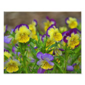 Impression de la photo Viola (Devant)