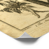 Impression de la plante de culture de mandrake en  (Coin)