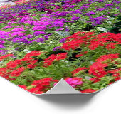 Impression de la profusion de fleurs violettes (Coin)