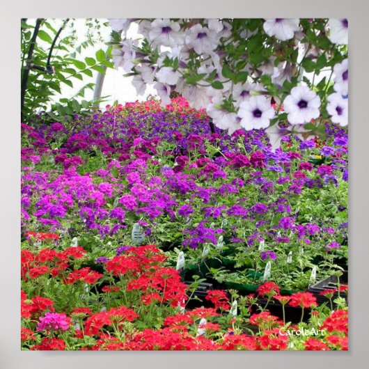 Impression de la profusion de fleurs violettes (Devant)