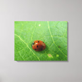 Impression de la toile de bug Ladybug (Recto)