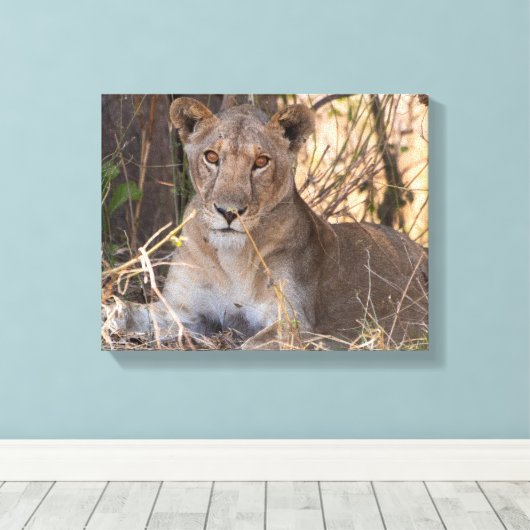 Impression de la toile Lioness (Insitu (Plancher de Bois))