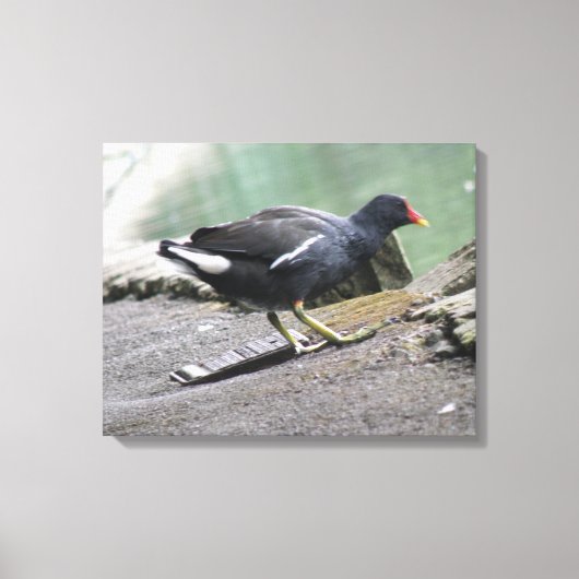 Impression de la toile Moorhen (Recto)