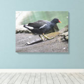 Impression de la toile Moorhen (Insitu (Plancher de Bois))