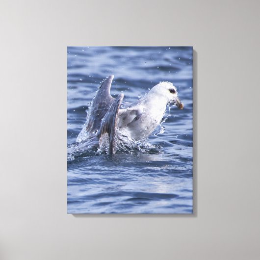Impression de la toile photo nature Fulmar (Recto)