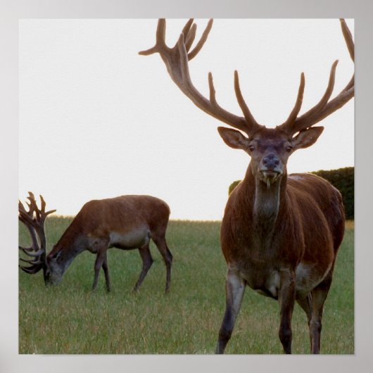 Impression de l'affiche Buck (Devant)