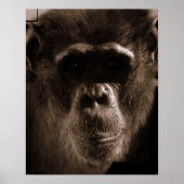 Impression de l'affiche Chimp (Devant)