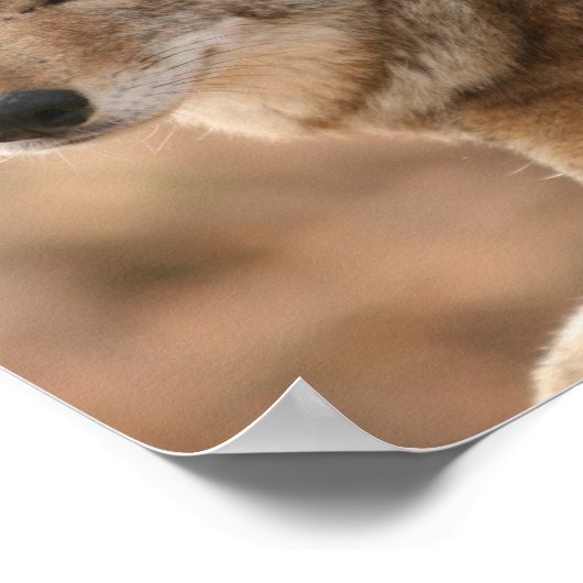 Impression de l'affiche Coyote (Coin)