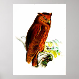 Impression de l'affiche de hibou