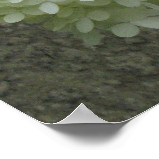 Impression de l'affiche des Hydrangées blanches (Coin)