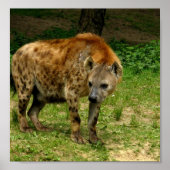 Impression de l'affiche d'Hyena Prowl (Devant)