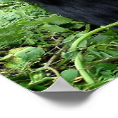 Impression de l'affiche du gorille Silverback (Coin)