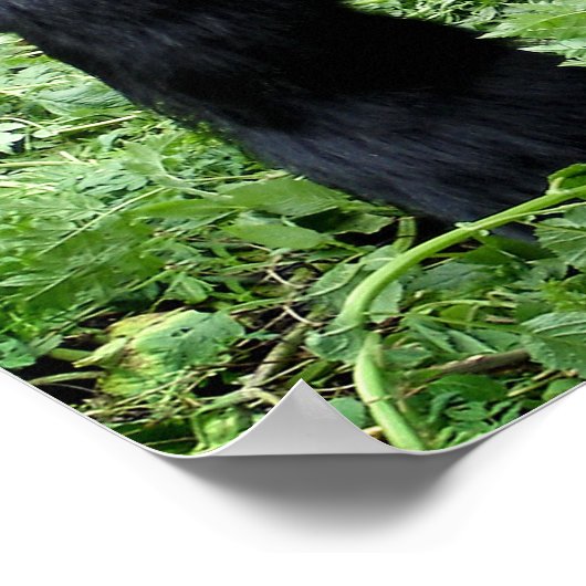 Impression de l'affiche du gorille Silverback (Coin)