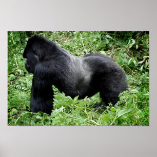 Impression de l'affiche du gorille Silverback