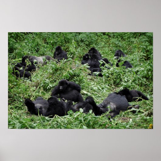 Impression de l'affiche du groupe de gorilles de m (Devant)