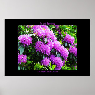 Impression de l'affiche du printemps irlandais