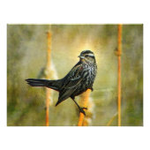 Impression de l'affiche en veilleuse (Devant)