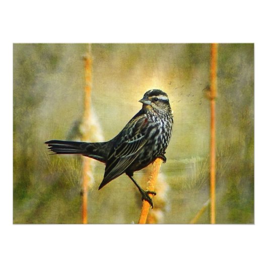 Impression de l'affiche en veilleuse (Devant)