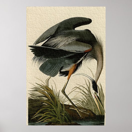 Impression de l'affiche Great Blue Heron (Devant)