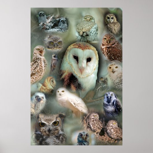 Impression de l'affiche Happy Owls (Devant)