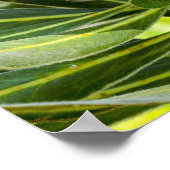 Impression de l'affiche King Protea rose (Coin)