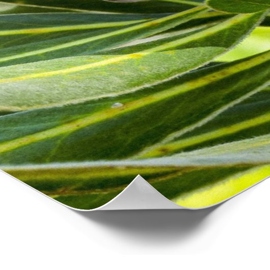 Impression de l'affiche King Protea rose (Coin)