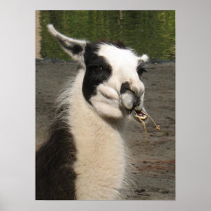 Impression de l'affiche Llama