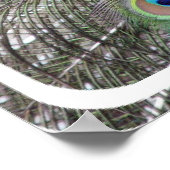 Impression de l'affiche Peacock (Coin)