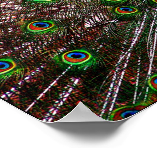 Impression de l'affiche Peacock (Coin)