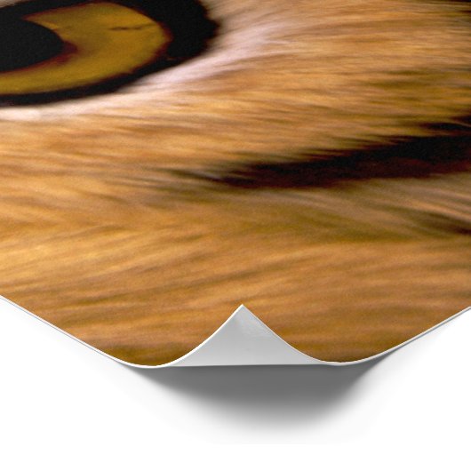 Impression de l'affiche photo Tiger (Coin)