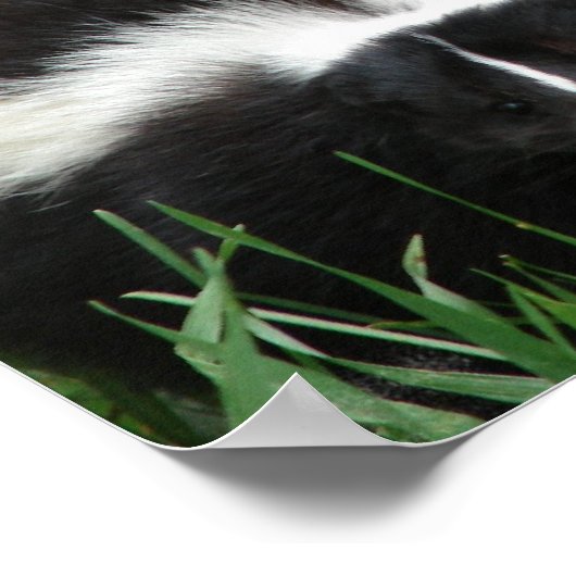 Impression de l'affiche Skunk (Coin)