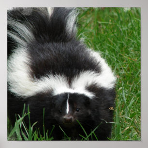 Impression de l'affiche Skunk