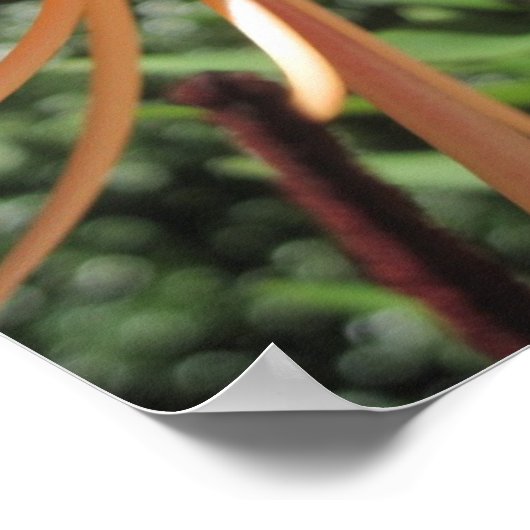 Impression de l'affiche Tiger Lily (Coin)