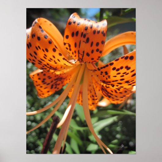 Impression de l'affiche Tiger Lily (Devant)