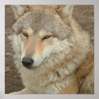 Impression de l'affiche Wolf