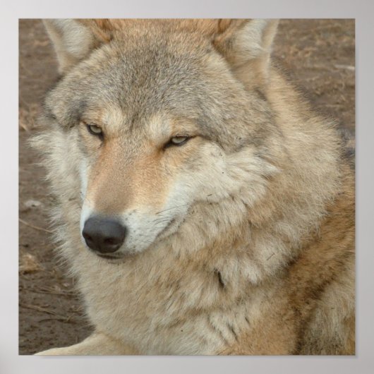 Impression de l'affiche Wolf (Devant)