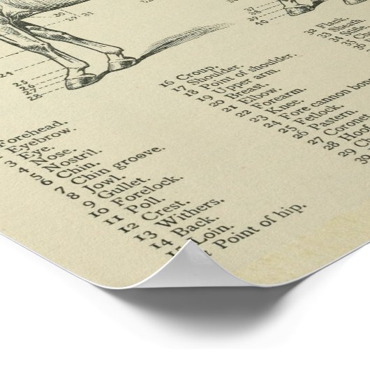 Impression de l'anatomie de la surface du cheval (Coin)