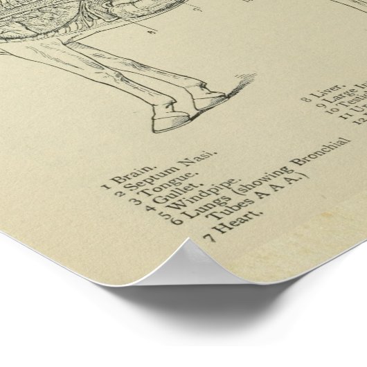 Impression de l'anatomie interne du cheval (Coin)
