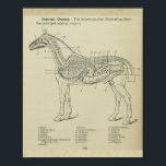 Impression de l'anatomie interne du cheval<br><div class="desc">Illustration vintage de l'organe interne du cheval</div>