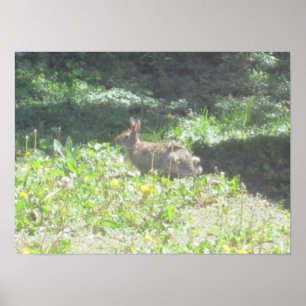 Impression de lapin sauvage