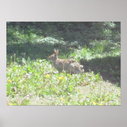 Impression de lapin sauvage (Devant)