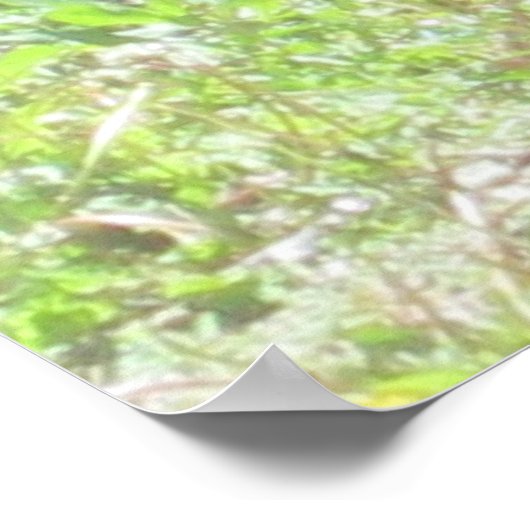 Impression de lapin sauvage (Coin)