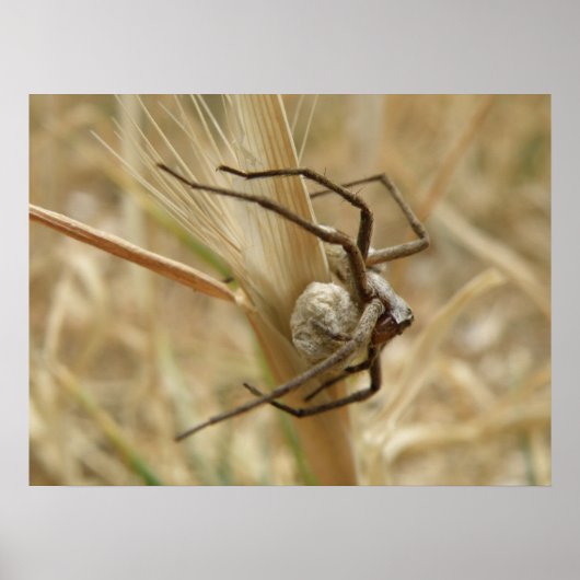 Impression de l'araignée et de la surface des oeuf (Devant)