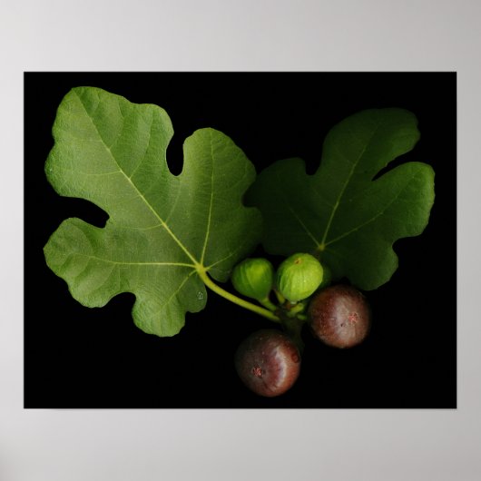 Impression de l'Arbre à Fig de Gelini (Devant)