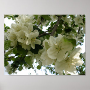 Impression de l'arbre Apple en fleurs