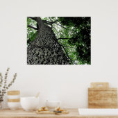 Impression de l'arbre KapoK (Cuisine)