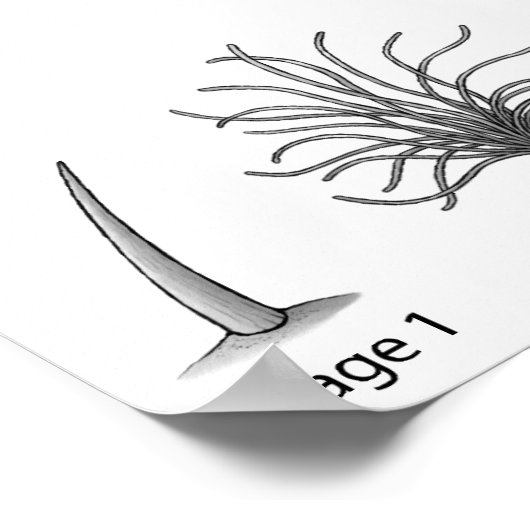 Impression de l'évolution des plumes (Coin)