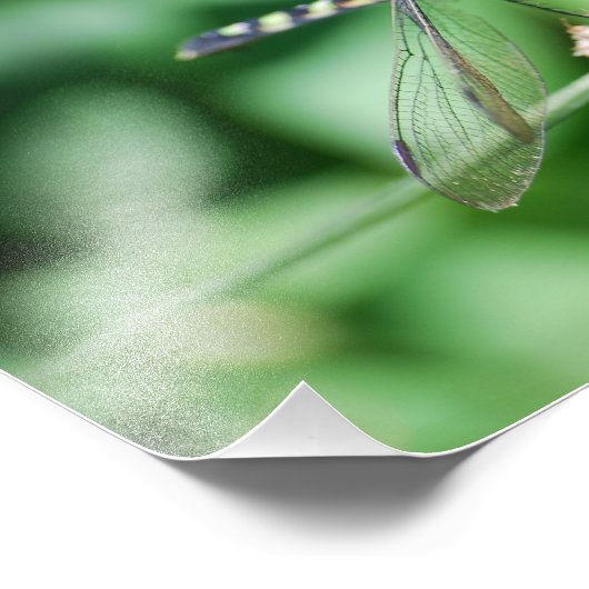 Impression de libellules de Pondhawk oriental (Coin)