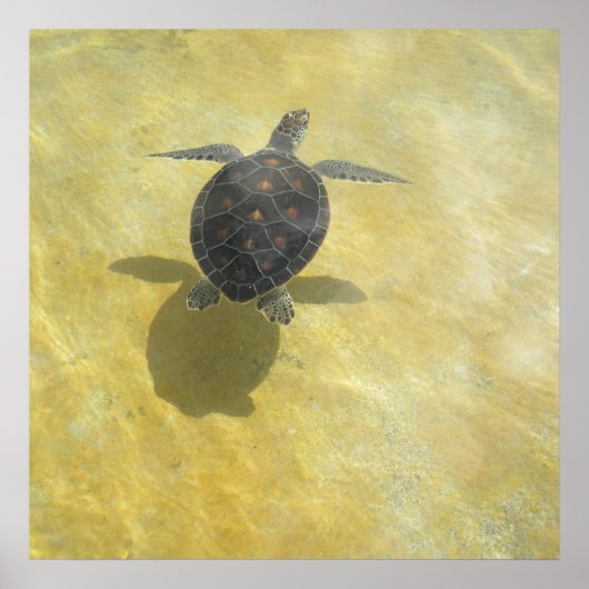 Impression de l'ombre de la tortue marine (Devant)